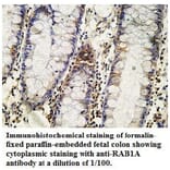 RAB1A Antibody from Signalway Antibody (39737) - Antibodies.com