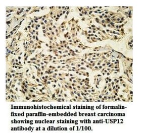 USP12 Antibody from Signalway Antibody (39921) - Antibodies.com