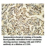 USP12 Antibody from Signalway Antibody (39921) - Antibodies.com