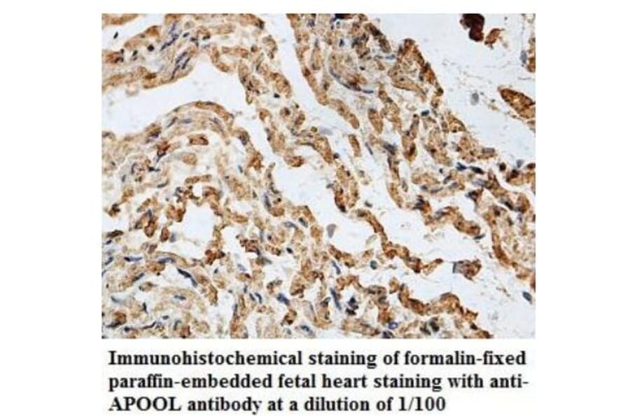 APOOL Antibody from Signalway Antibody (39928) - Antibodies.com