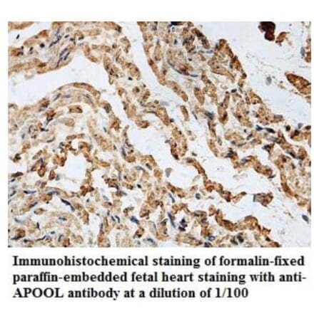 APOOL Antibody from Signalway Antibody (39928) - Antibodies.com