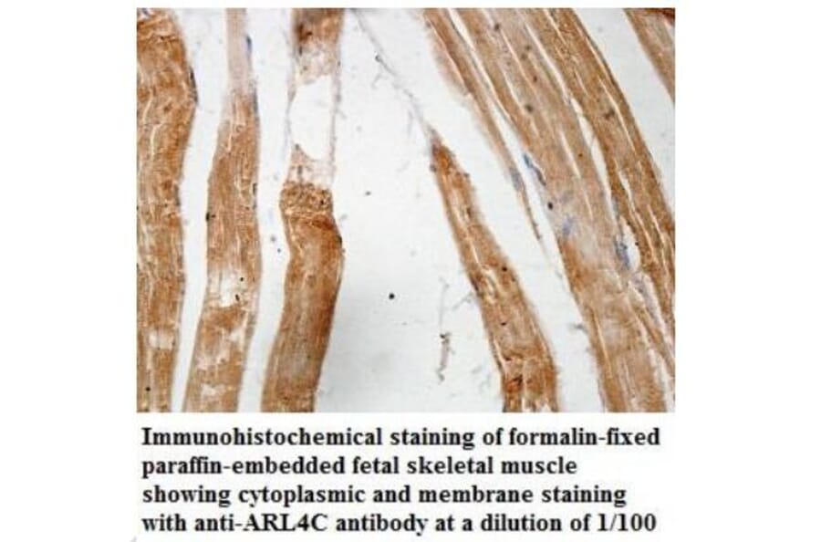 ARL4C Antibody from Signalway Antibody (39935) - Antibodies.com
