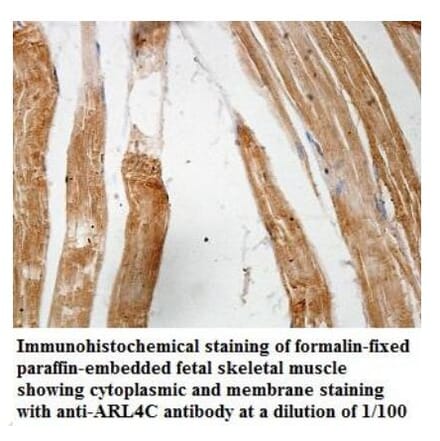 ARL4C Antibody from Signalway Antibody (39935) - Antibodies.com