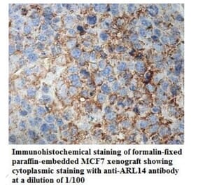 ARL14 Antibody from Signalway Antibody (39938) - Antibodies.com