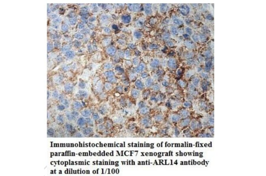 ARL14 Antibody from Signalway Antibody (39938) - Antibodies.com