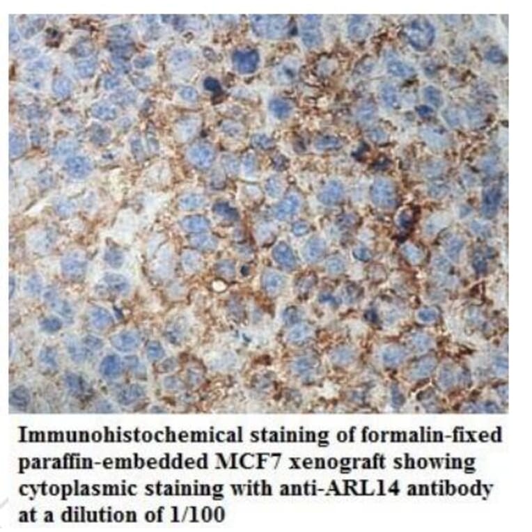 ARL14 Antibody from Signalway Antibody (39938) - Antibodies.com