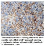 ARL14 Antibody from Signalway Antibody (39938) - Antibodies.com