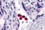 Immunohistochemistry - TLR4 Antibody from Signalway Antibody (24193) - Antibodies.com