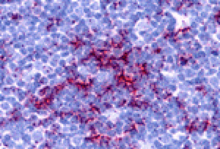 Immunohistochemistry - TLR8 Antibody from Signalway Antibody (24229) - Antibodies.com