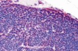 Immunohistochemistry - TLR8 Antibody from Signalway Antibody (24232) - Antibodies.com