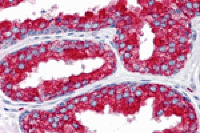 Immunohistochemistry - EMX2 Antibody from Signalway Antibody (25444) - Antibodies.com
