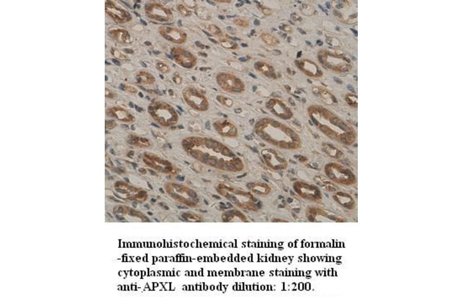 APXL Antibody from Signalway Antibody (39319) - Antibodies.com