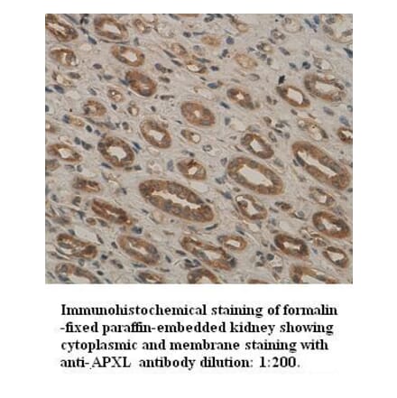 APXL Antibody from Signalway Antibody (39319) - Antibodies.com