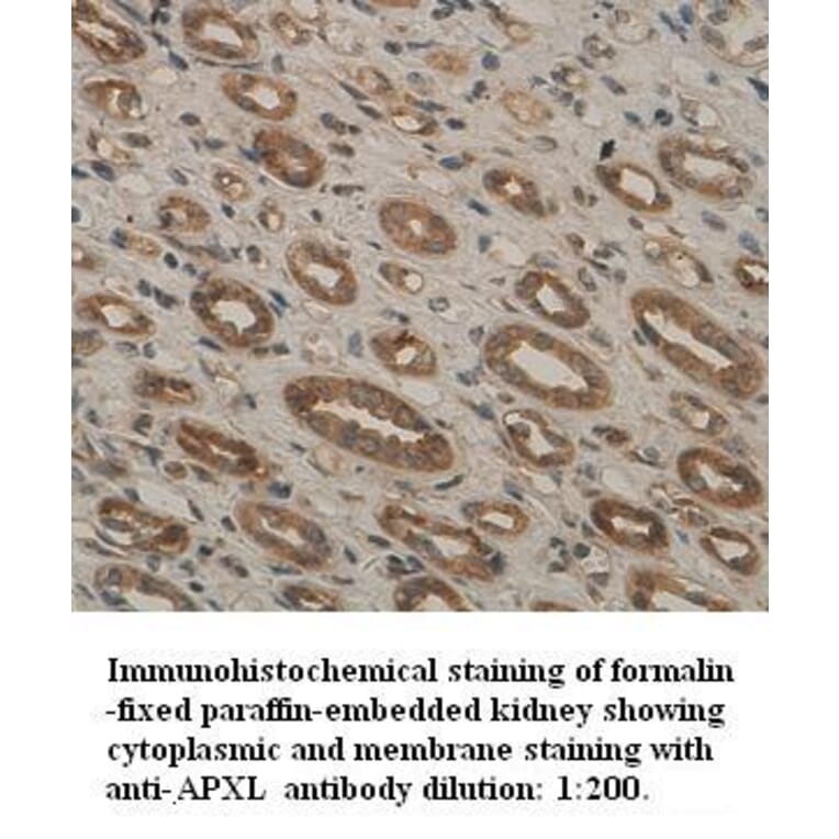 APXL Antibody from Signalway Antibody (39319) - Antibodies.com