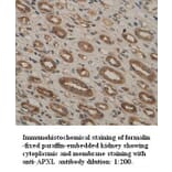 APXL Antibody from Signalway Antibody (39319) - Antibodies.com