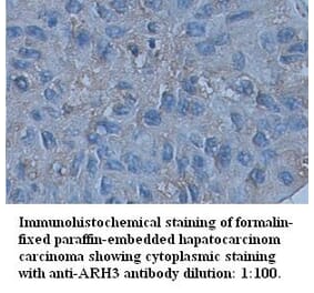 ARH3 Antibody from Signalway Antibody (39346) - Antibodies.com