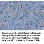 ARH3 Antibody from Signalway Antibody (39346) - Antibodies.com