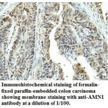 AMN1 Antibody from Signalway Antibody (39755) - Antibodies.com