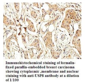 USP8 Antibody from Signalway Antibody (39926) - Antibodies.com