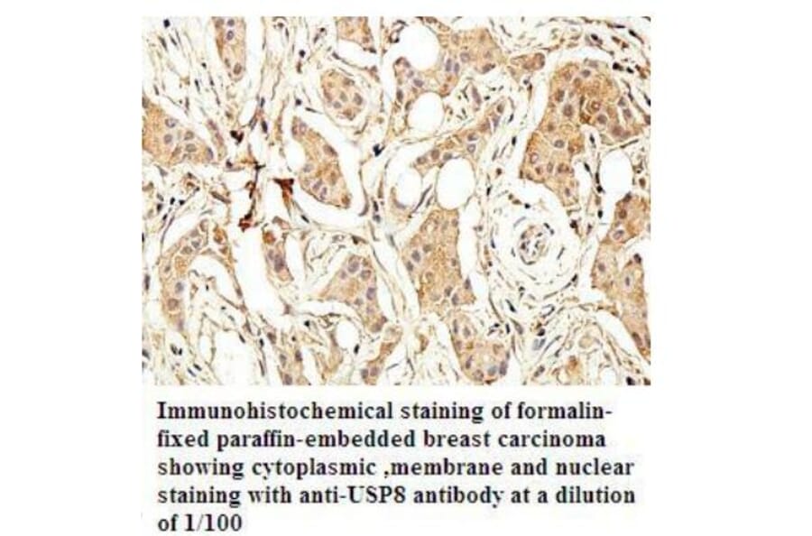 USP8 Antibody from Signalway Antibody (39926) - Antibodies.com