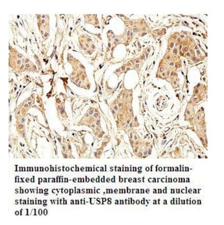 USP8 Antibody from Signalway Antibody (39926) - Antibodies.com