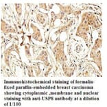 USP8 Antibody from Signalway Antibody (39926) - Antibodies.com
