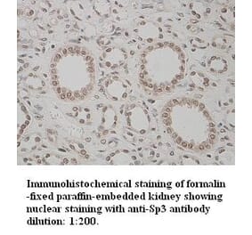 Sp3 Antibody from Signalway Antibody (39333) - Antibodies.com