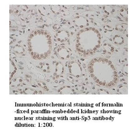 Sp3 Antibody from Signalway Antibody (39333) - Antibodies.com