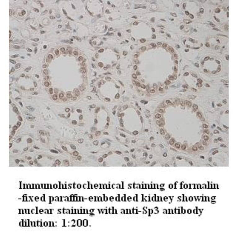 Sp3 Antibody from Signalway Antibody (39333) - Antibodies.com
