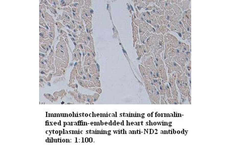 ND2 Antibody from Signalway Antibody (39343) - Antibodies.com