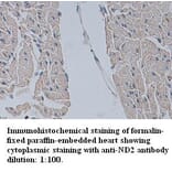 ND2 Antibody from Signalway Antibody (39343) - Antibodies.com