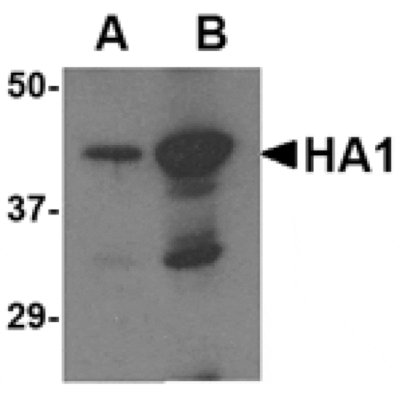 Western blot - Avian Influenza Hemagglutinin 2 Antibody from Signalway Antibody (24449) - Antibodies.com
