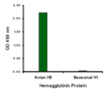 Avian Influenza Hemagglutinin 2 Antibody from Signalway Antibody (24449) - Antibodies.com