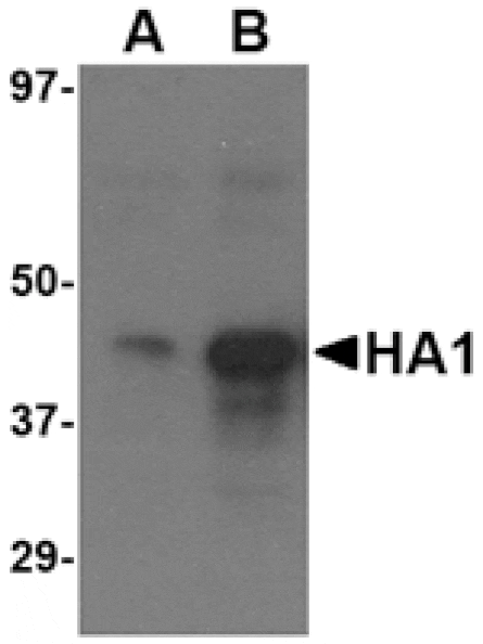 Western blot - Avian Influenza Hemagglutinin 3 Antibody from Signalway Antibody (24450) - Antibodies.com