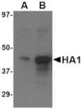 Western blot - Avian Influenza Hemagglutinin 3 Antibody from Signalway Antibody (24450) - Antibodies.com