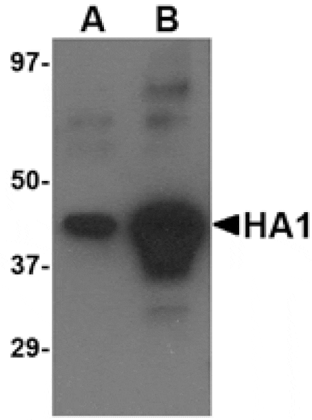 Western blot - Avian Influenza Hemagglutinin 4 Antibody from Signalway Antibody (24451) - Antibodies.com