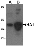 Western blot - Avian Influenza Hemagglutinin 4 Antibody from Signalway Antibody (24451) - Antibodies.com