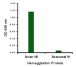 Avian Influenza Hemagglutinin 1 Antibody from Signalway Antibody (24454) - Antibodies.com