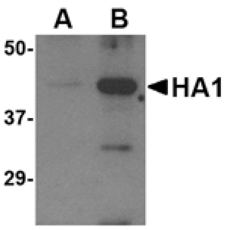 Western blot - Avian Influenza Hemagglutinin Antibody from Signalway Antibody (24277) - Antibodies.com