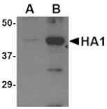 Western blot - Avian Influenza Hemagglutinin Antibody from Signalway Antibody (24277) - Antibodies.com