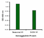 Seasonal H1N1 Hemagglutinin Antibody from Signalway Antibody (24921) - Antibodies.com
