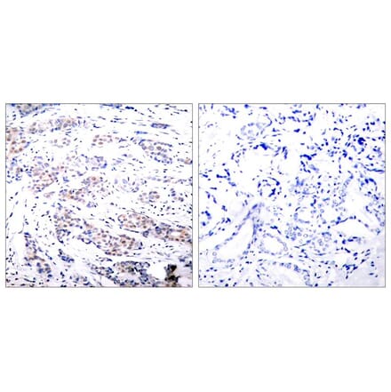 Immunohistochemistry - Elk-1 (Ab-383) Antibody from Signalway Antibody (21004) - Antibodies.com