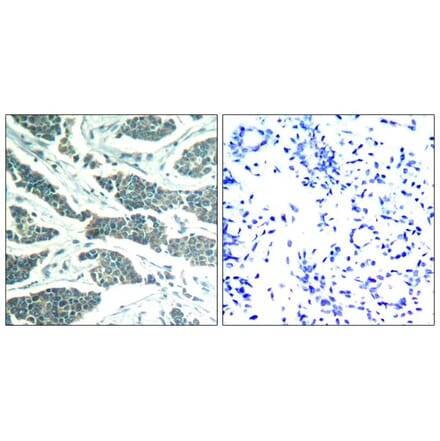 Immunohistochemistry - AKT1/AKT2/AKT3 (Ab-315/316/312) Antibody from Signalway Antibody (21501) - Antibodies.com