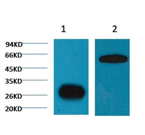 Western blot - GFP Mouse Monoclonal Antibody (Plant Specific) from Signalway Antibody (T516) - Antibodies.com