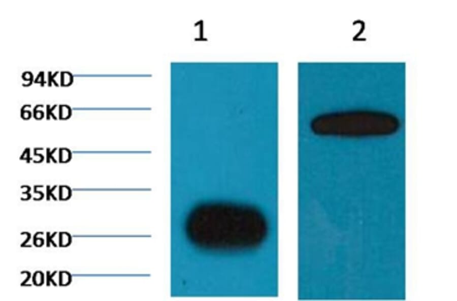 Western blot - GFP Mouse Monoclonal Antibody (Plant Specific) from Signalway Antibody (T516) - Antibodies.com