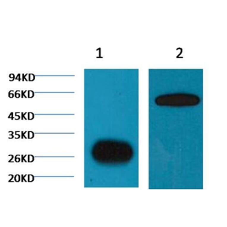 Western blot - GFP Mouse Monoclonal Antibody (Plant Specific) from Signalway Antibody (T516) - Antibodies.com