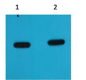 Western blot - mCherry Mouse Monoclonal Antibody from Signalway Antibody (T515) - Antibodies.com