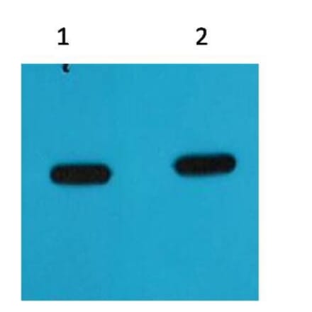 Western blot - mCherry Mouse Monoclonal Antibody from Signalway Antibody (T515) - Antibodies.com