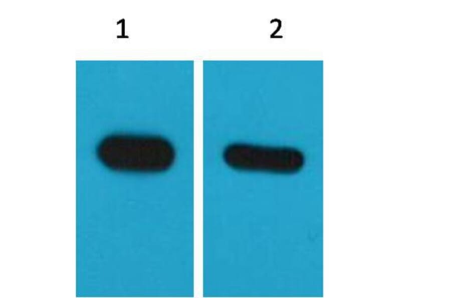 Western blot - CBP-Tag Mouse Monoclonal Antibody from Signalway Antibody (T526) - Antibodies.com
