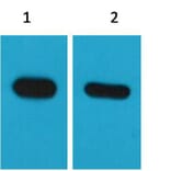 Western blot - CBP-Tag Mouse Monoclonal Antibody from Signalway Antibody (T526) - Antibodies.com